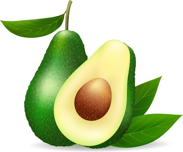 Realistic fresh pear with leaf green fruit Vector Image
