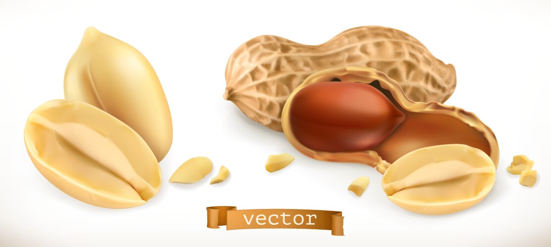 peanut 3d realistic icon set vector image