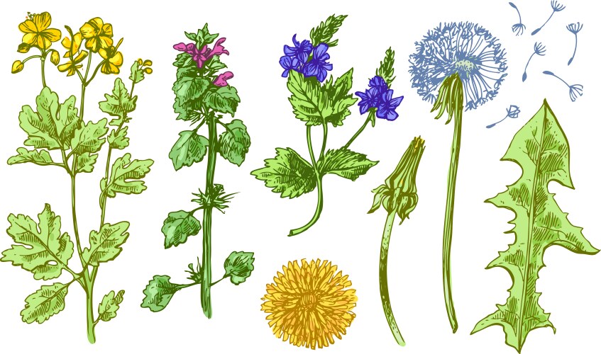 Wildflower Sketch Pattern Vector Image