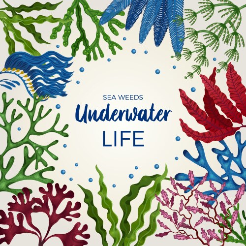 Seaweed decorative frame Vector Image