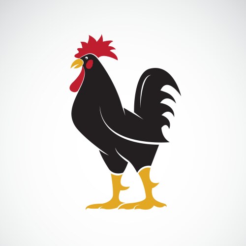 Rooster or cock design on white background animal vector image