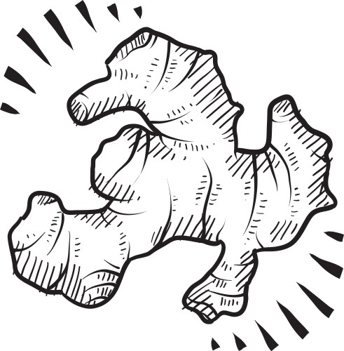 Cute Ginger Doodle Art Vector Image