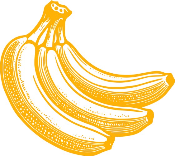 Ripe Banana Fruit Graphic Vector Image