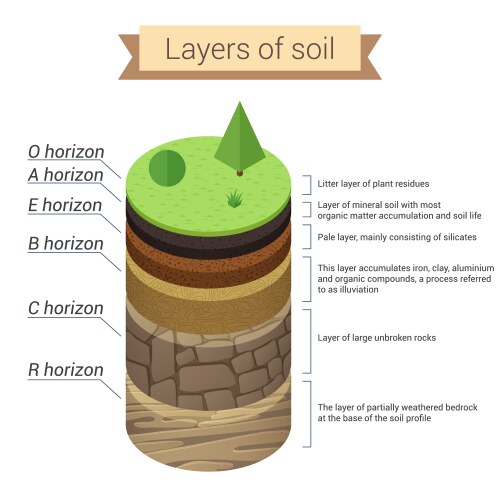 Soil layers is a mixture of plant residue vector image