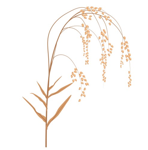Millets Vector Images & Graphics for Commercial Use | VectorStock