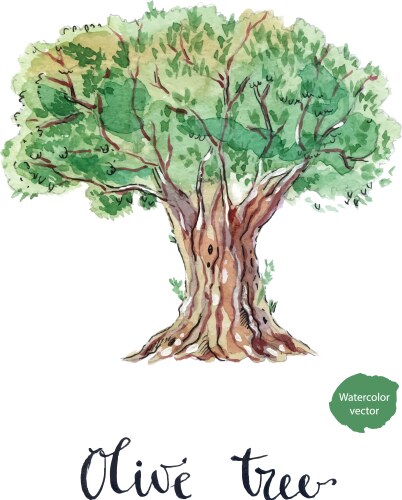 Drawn olive tree label oil Royalty Free Vector Image