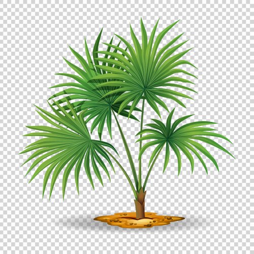 Palm Leaf Border - Transparent – Royalty-Free Vector | VectorStock