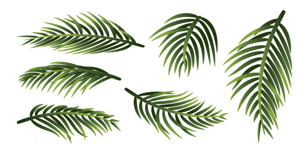Palm leaves isolated on white background Vector Image