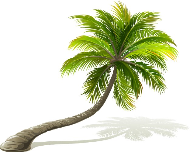 Palm trees set Royalty Free Vector Image - VectorStock