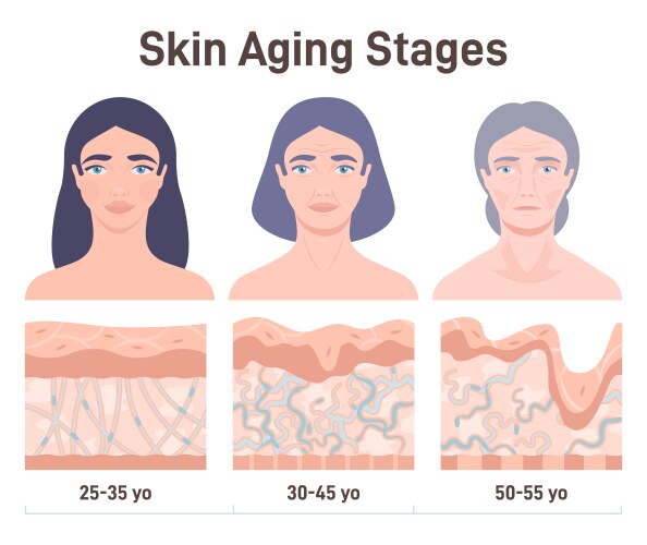 Skin Aging Vector Images (over 12,000)