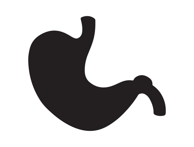 stomach silhouette art vector image