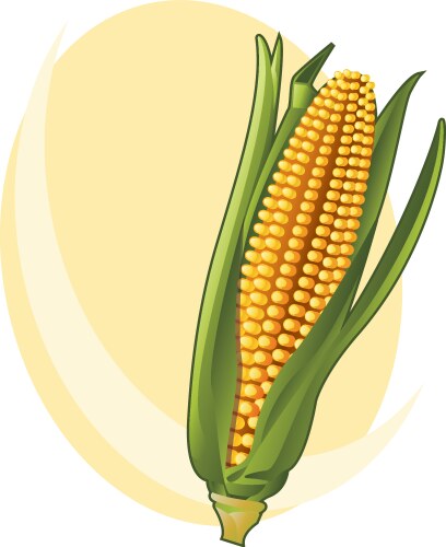 Sweet golden ripe corn Royalty Free Vector Image
