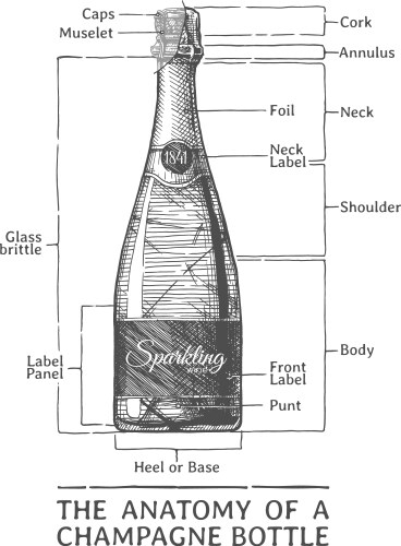 Vintage Champagne Bottle Anatomy Vector Image