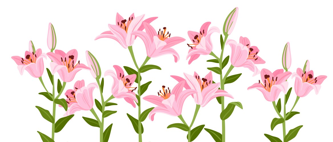 Drawing garden flowerslilies Vector Image