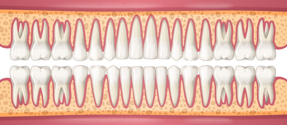 human dental anatomy concept vector