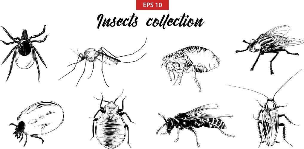 Engraved Insect Sketches Vector Image