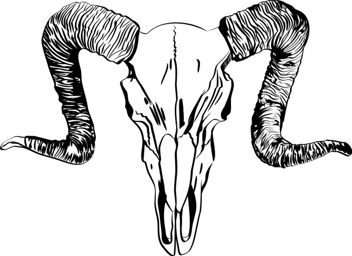 Ram Skull Line Art - Detailed Vector Image
