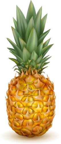 Pineapple isolated composition Royalty Free Vector Image