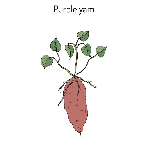 Yam Vector Images (over 2,000)