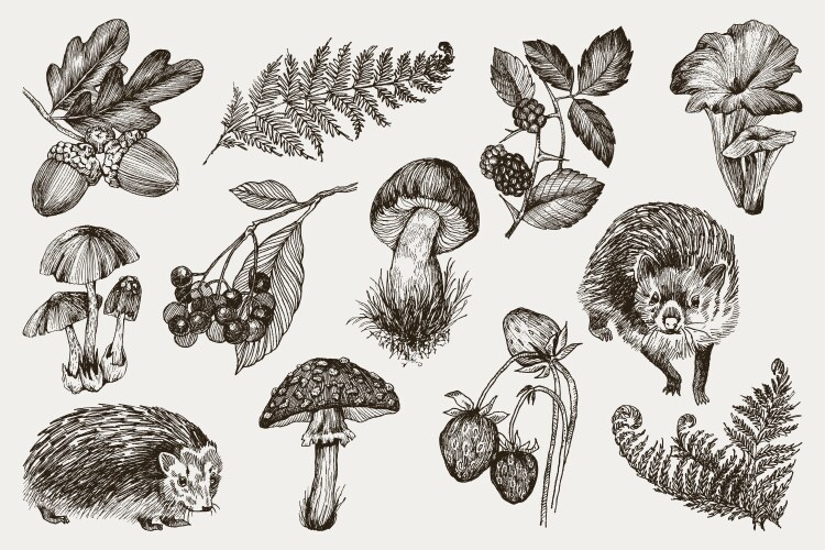 Detailed Forest Botanical Collection Vector Image