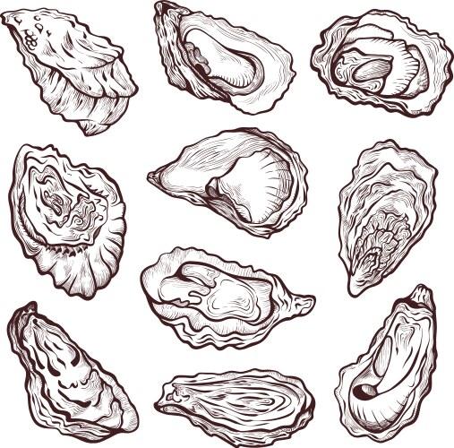 Oyster Shell Sketch - Marine Life Drawing Vector Image