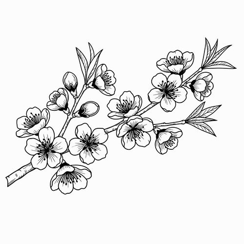 Cherry blossom branch line drawing flower blooming Vector Image