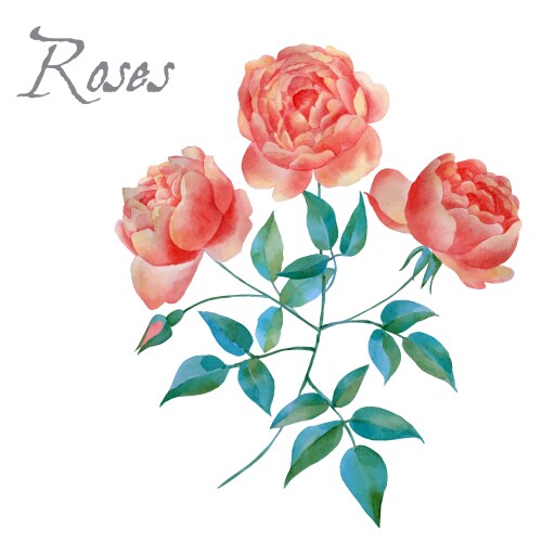 Spring flowers watercolor isolated Royalty Free Vector Image