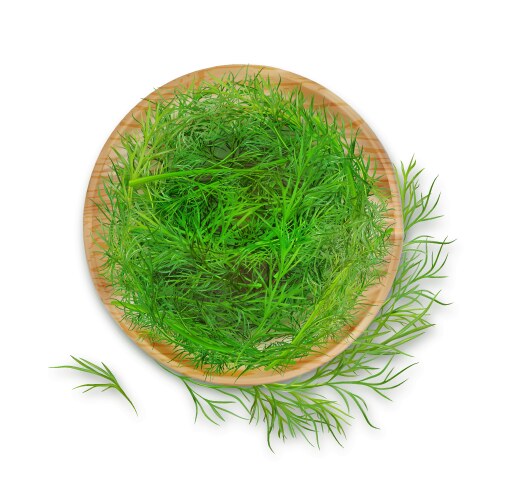 Dill plant colored detailed Royalty Free Vector Image