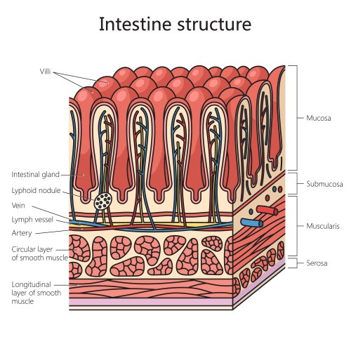 Structure intestinal wall diagram medical science vector image