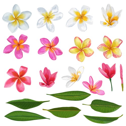 Plumeria Flowers & Leaves - Tropical Set Vector Image