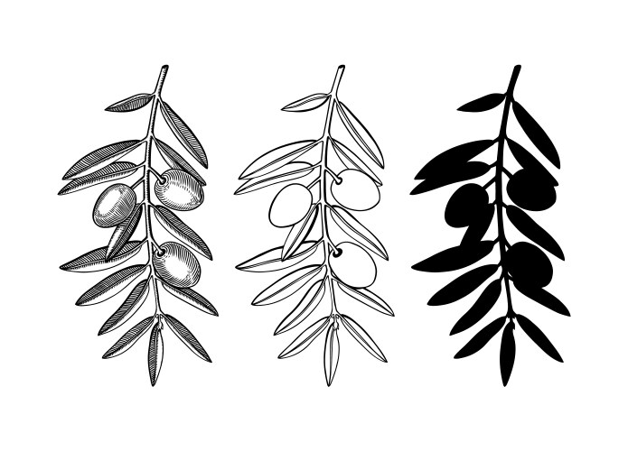 Olive Branch Set - Botanical Twigs Vector Image
