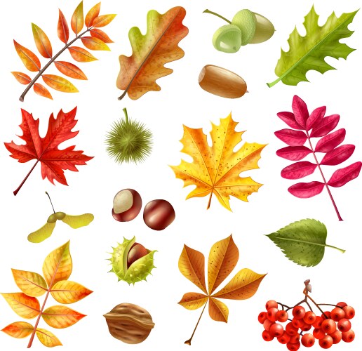 Autumn Leaf Set - Diverse Colors Vector Image
