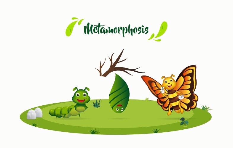 Process metamorphosis butterfly background Vector Image