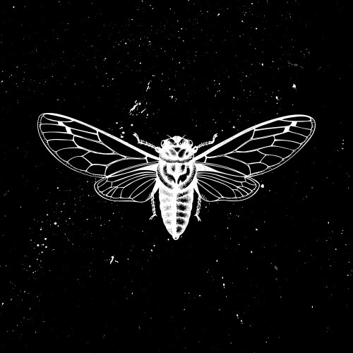 Mystic Cicada Entomology Vector Image