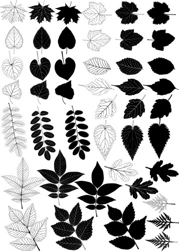 Foliage silhouette vector image