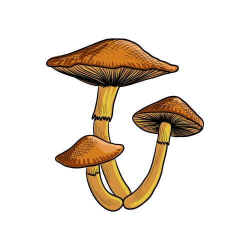 drawing psilocybin mushroom vector