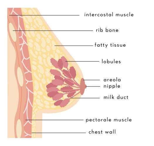 Medical infographic cross section female breast vector image