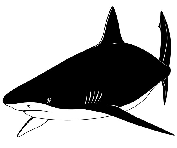Shark Royalty Free Vector Image - VectorStock
