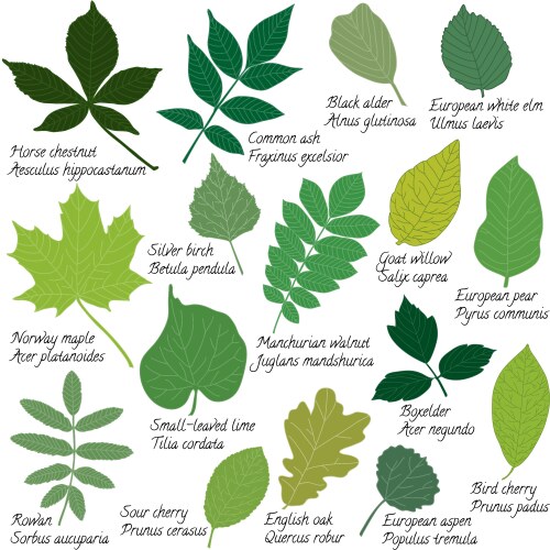 Leaves collection with names vector image