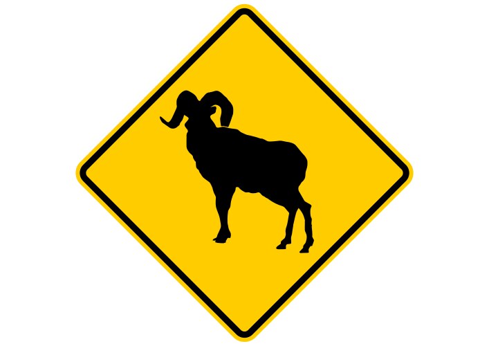 bighorn sheep vector