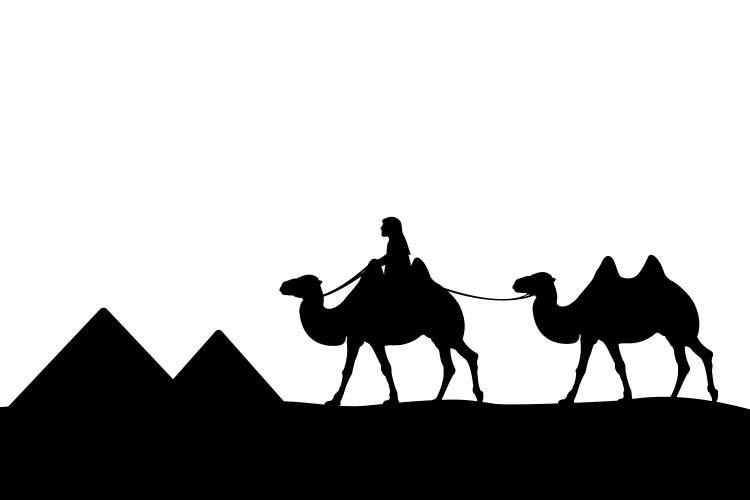 Man on the camel of pyramids vector image