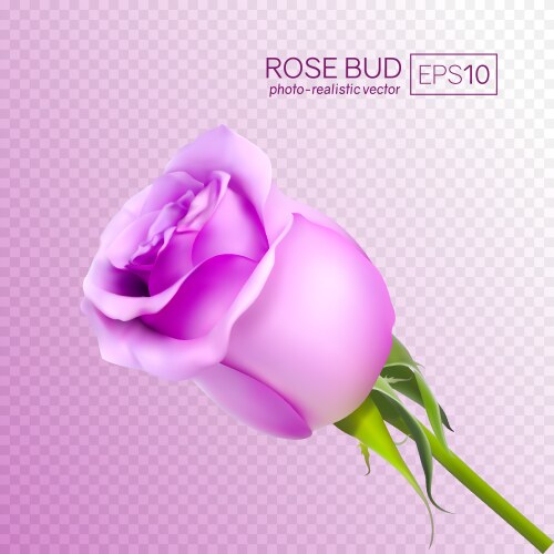 Realistic pink rose on white background Royalty Free Vector