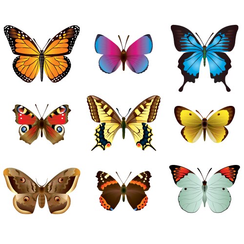 Colorful Butterfly Collection Vector Image