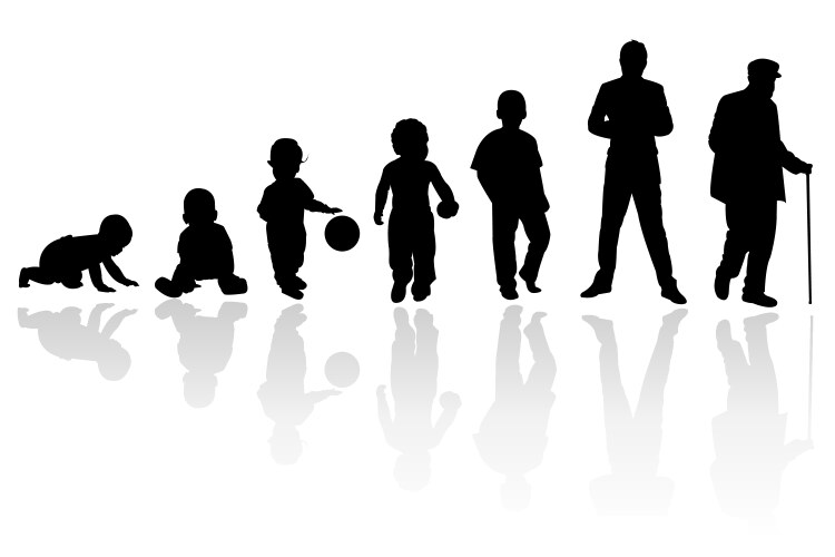 age evolution silhouettes vector image