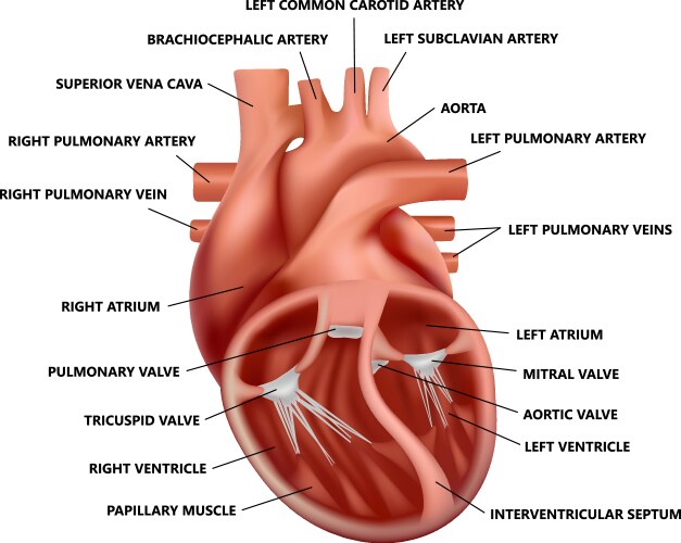 Realistic cross-section heart anatomy vector image