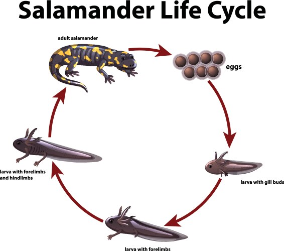 diagram showing life cycle salamander vector image vector image