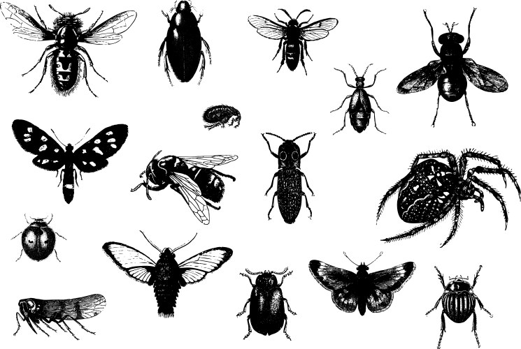 Insect Silhouettes Collection Vector Image