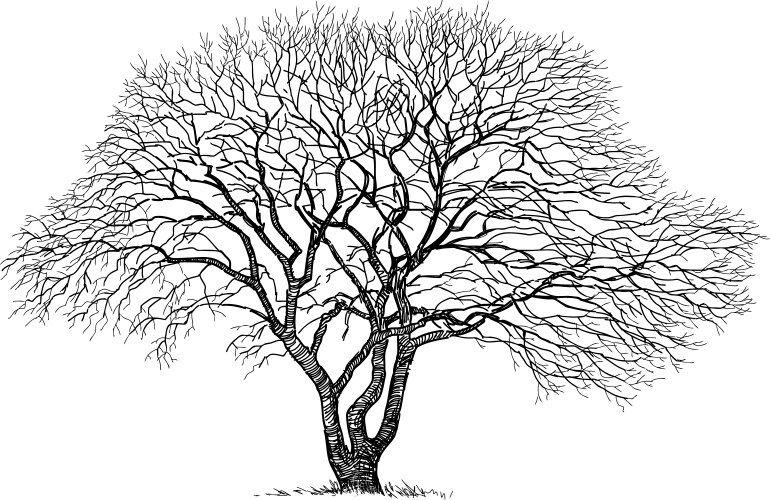 Detailed bare winter oak tree silhouette Vector Image
