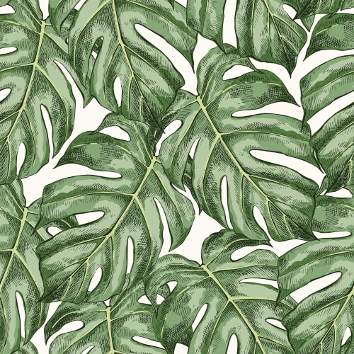 philodendron birkin groß Philodendron 'Birkin' ('White Measure', 'White wave') Medium main image 1