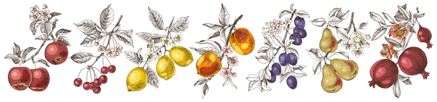 Botanical Fruit Branch Collection Vector Image